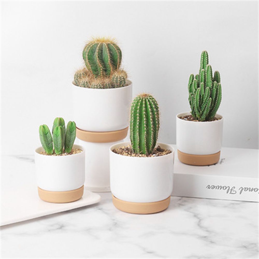 Round Cactus Succulent Plants  - đánh giá và giá Echeveria Succulent