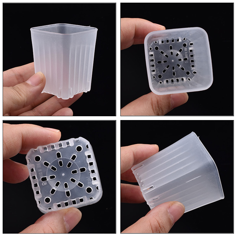 50-100Pcs 4cm Mini Thicken Whi - đánh giá và giá Echeveria Succulent
