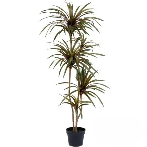Simulation Colorful Ponytail I - đánh giá và giá Dracaena Marginata