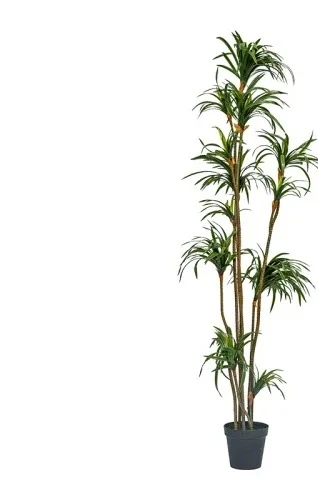 Simulation Dracaena Dracaena M - đánh giá và giá Dracaena Marginata