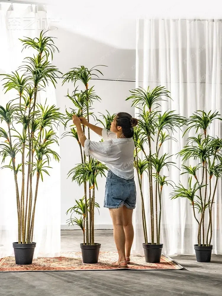 Simulation Dracaena Dracaena M - đánh giá và giá Dracaena Marginata