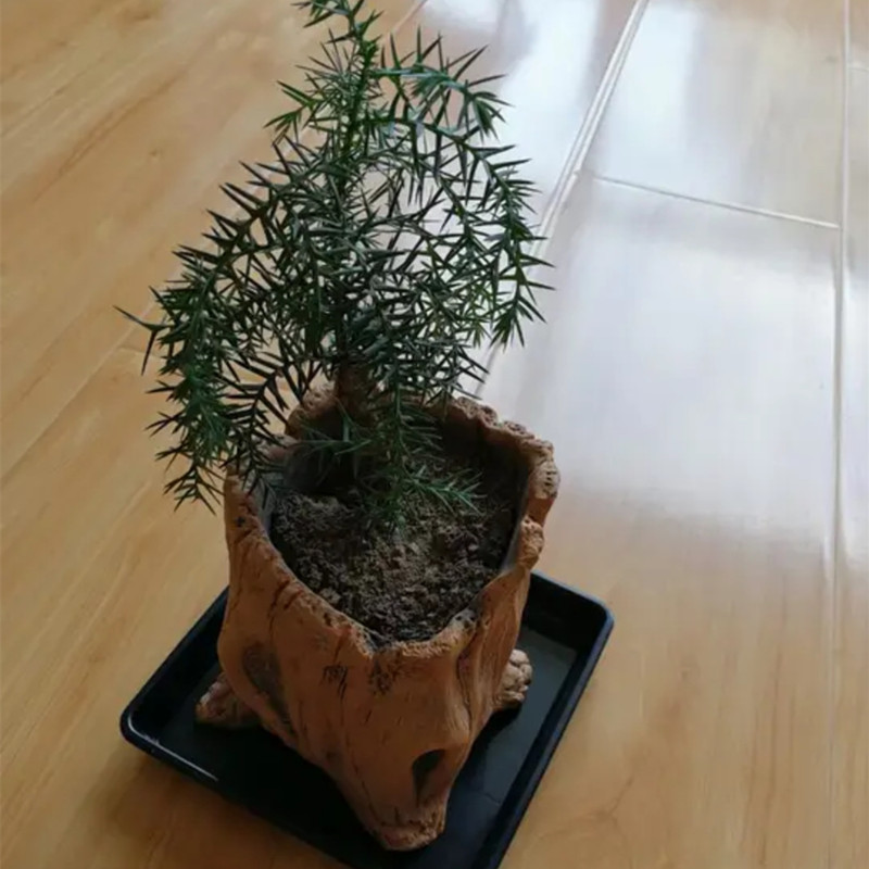 Imitation Wooden Stakes Tree R - đánh giá và giá Echeveria Succulent