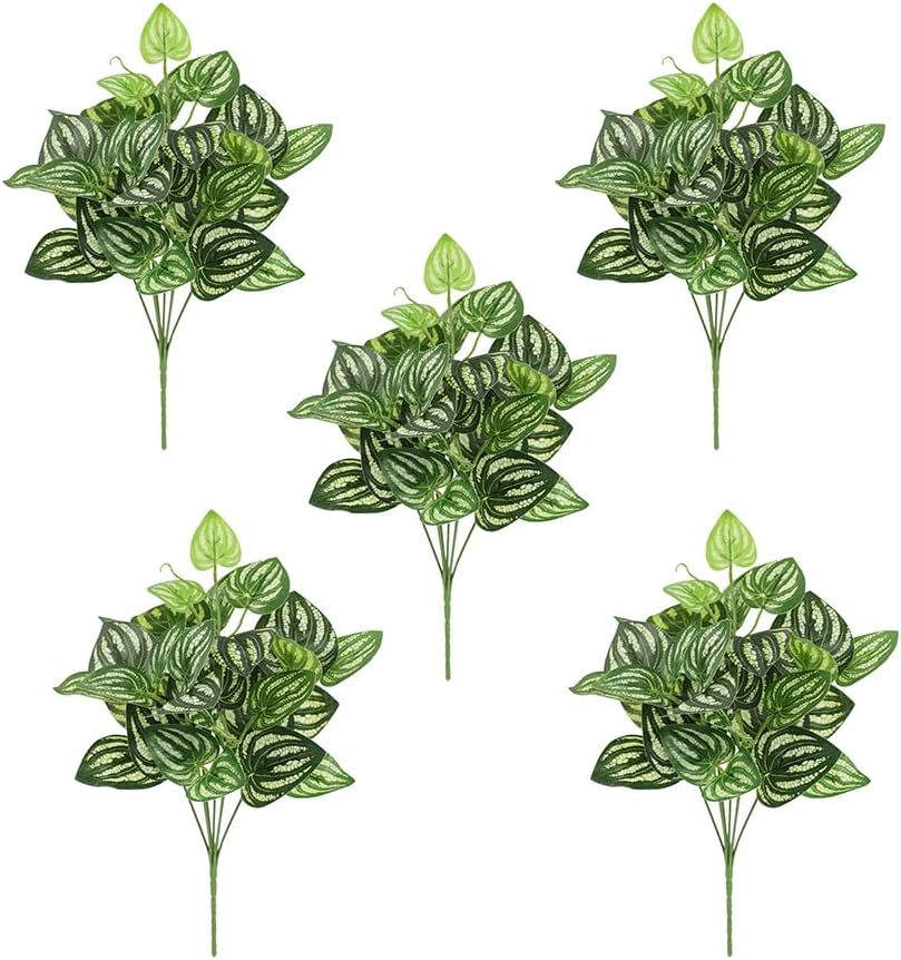 5Pcs Watermelon Peperomia Arti - đánh giá và giá Peperomia Watermelon